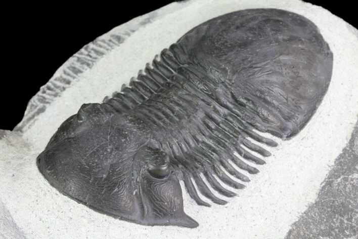 Large, Paralejurus Trilobite Fossil - Ofaten, Morocco #83349